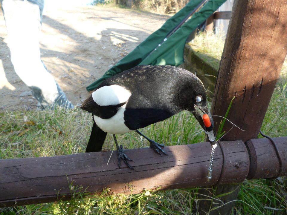 diverse - 4841815833835183581132047733937n.jpg